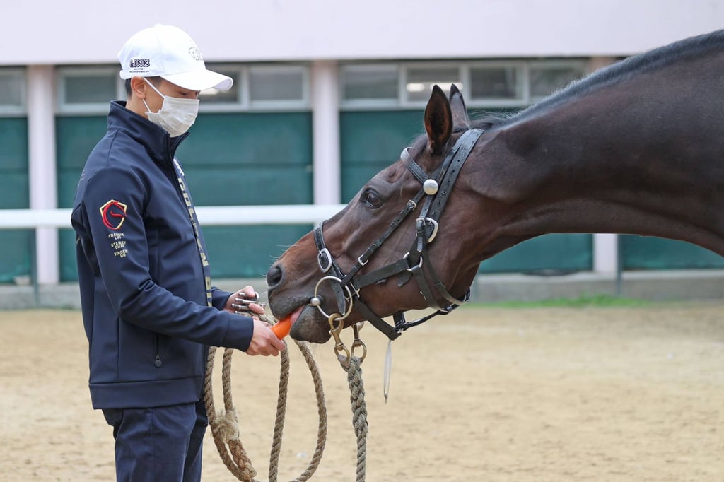 Hong Kong jockey Vincent Ho feeds his horse a carrot: jockeys must build a close bond with their riding partners. Photo: HKJC