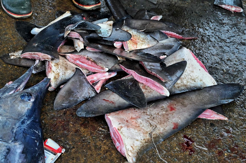 Shark fins are sought mainly in Chinese markets for use in a high-status soup and in traditional medicine. Photo: AFP Shark fins are sought mainly in Chinese markets for use in a high-status soup and in traditional medicine. Photo: AFP