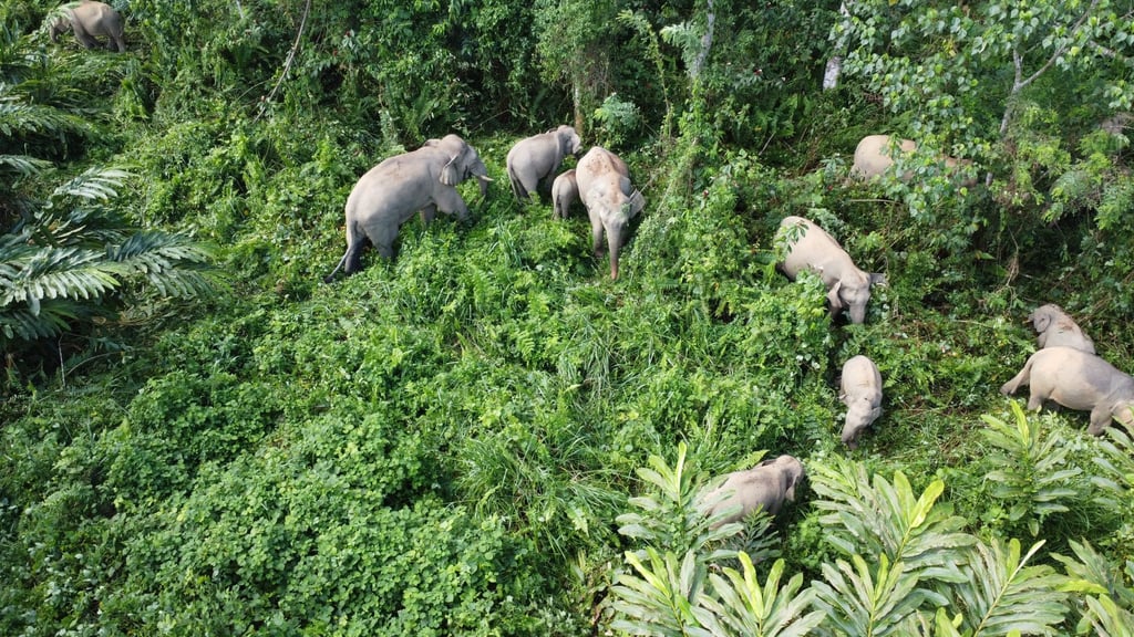 Pygmy elephants in the plantation in Sabah, Malaysia. Photo: Shavez Cheema Pygmy elephants in the plantation in Sabah, Malaysia. Photo: Shavez Cheema