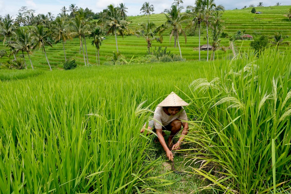 A farmer works in a field in Bali. Anwar said businesses involved in agriculture and food production will not be affected by subsidy cuts. Photo: AP A farmer works in a field in Bali. Anwar said businesses involved in agriculture and food production will not be affected by subsidy cuts. Photo: AP