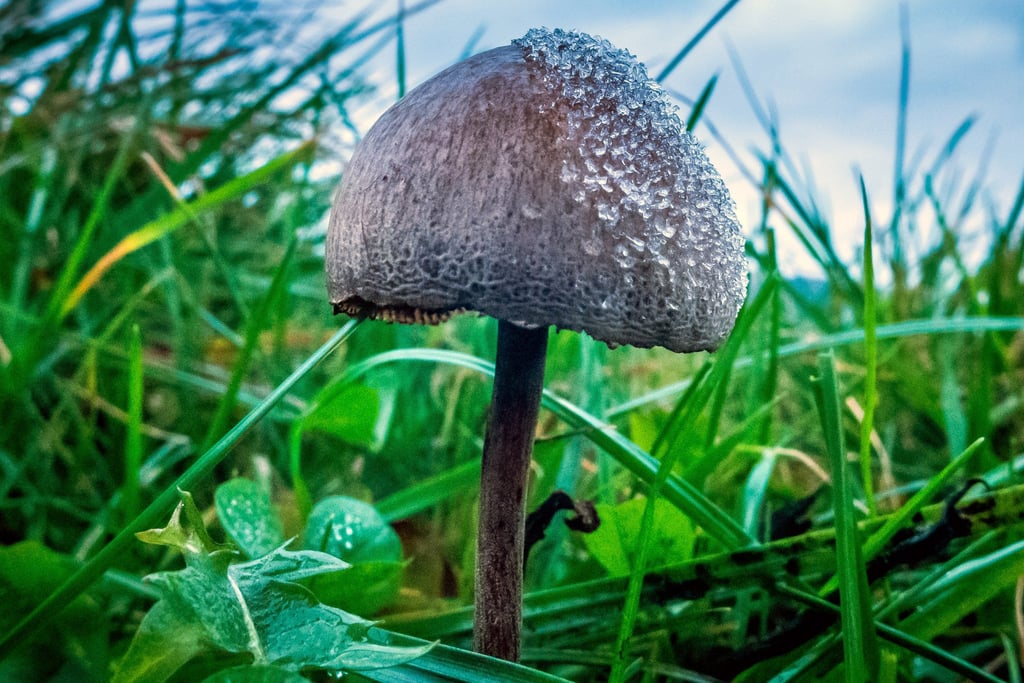 Magic mushrooms, or psilocybe semilanceata. Photo: Getty Images
