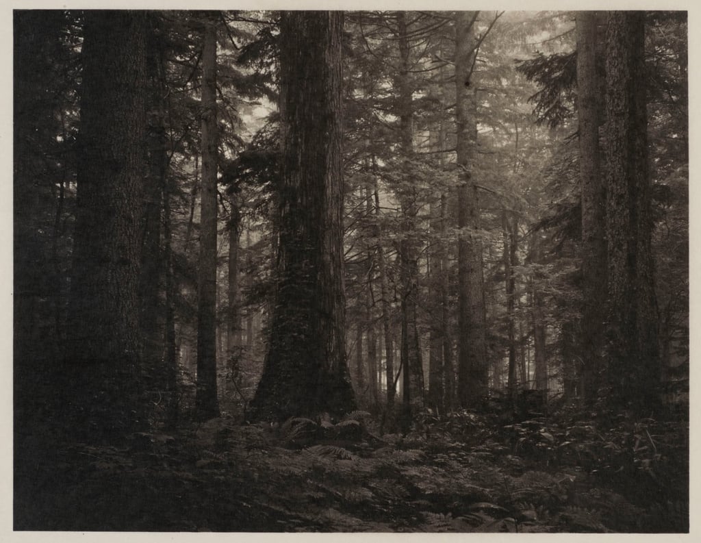 Slow photography: delicate, painterly forest landscapes of Japan's