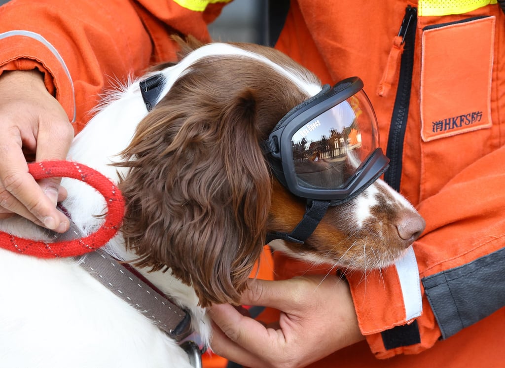 A rescue dog was among participants in the drill. Photo: Dickson Lee A rescue dog was among participants in the drill. Photo: Dickson Lee