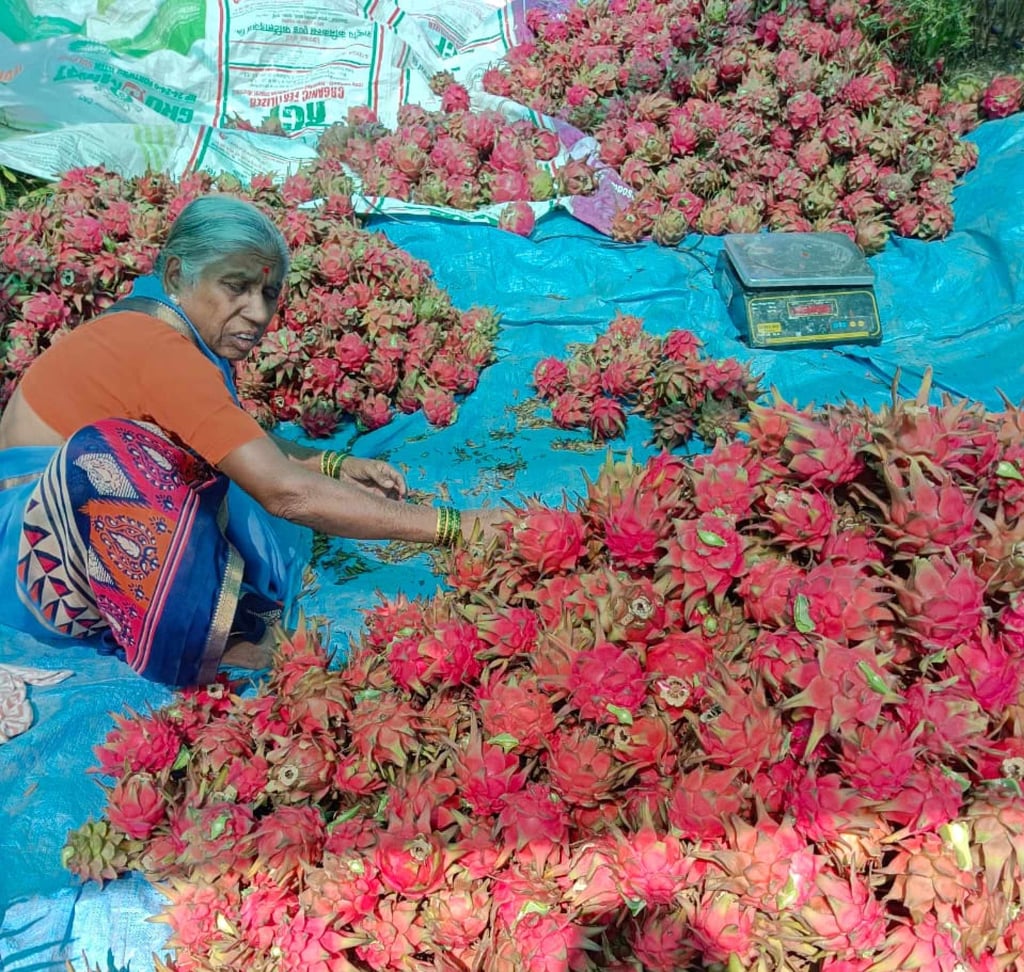 Anuradha Anandrao Pawar with some of the dragon fruits her and her 80-year-old farmer-husband Anandrao Baburao Pawar have cultivated. Photo: Handout Anuradha Anandrao Pawar with some of the dragon fruits her and her 80-year-old farmer-husband Anandrao Baburao Pawar have cultivated. Photo: Handout