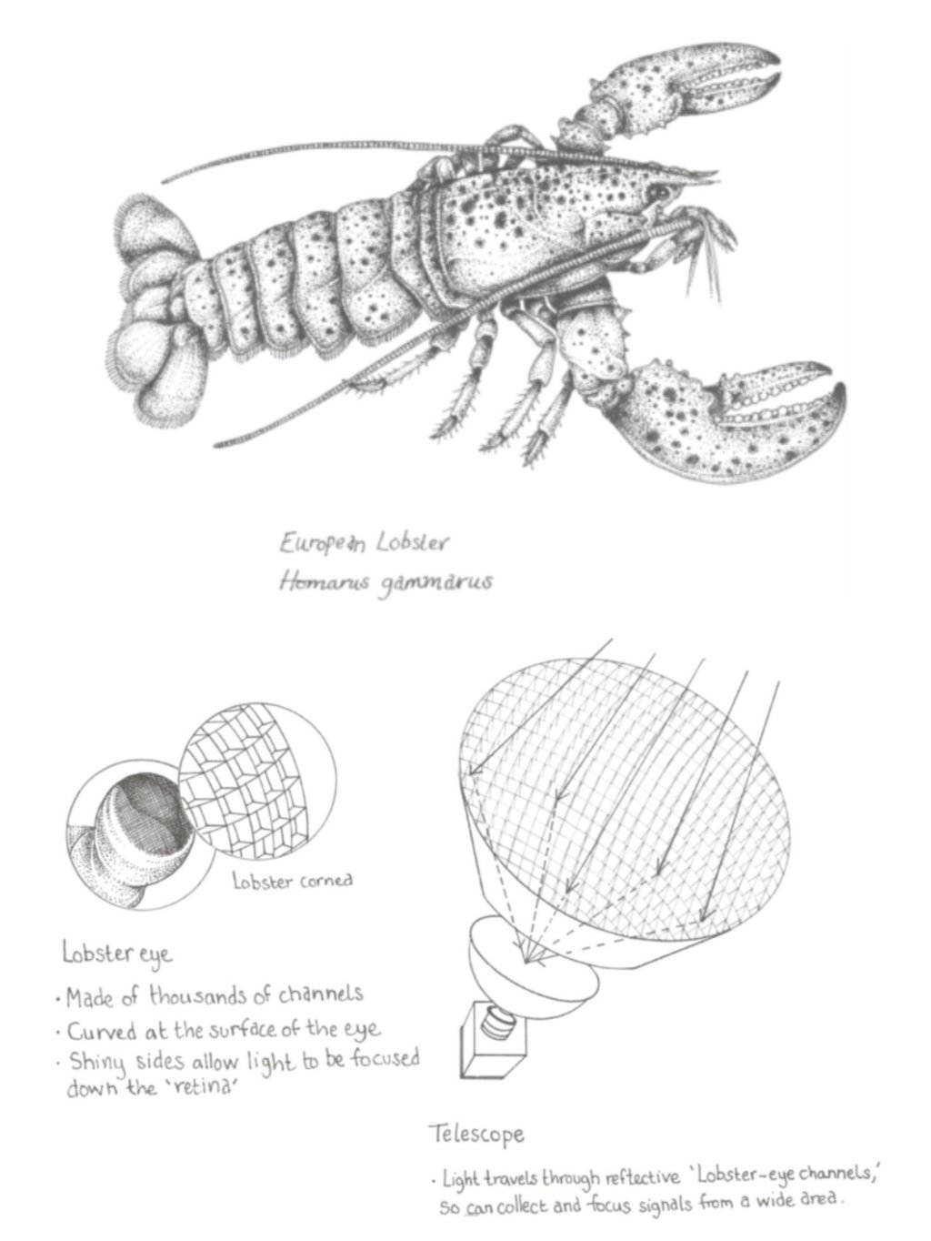 Space inspiration: the lobster’s eye allows light from all directions to reflect inside the tubes and converge on the retina to give the lobster an unlimited field of view. Credit: Patrick Ayree, 30 Animals That Made Us Smarter.