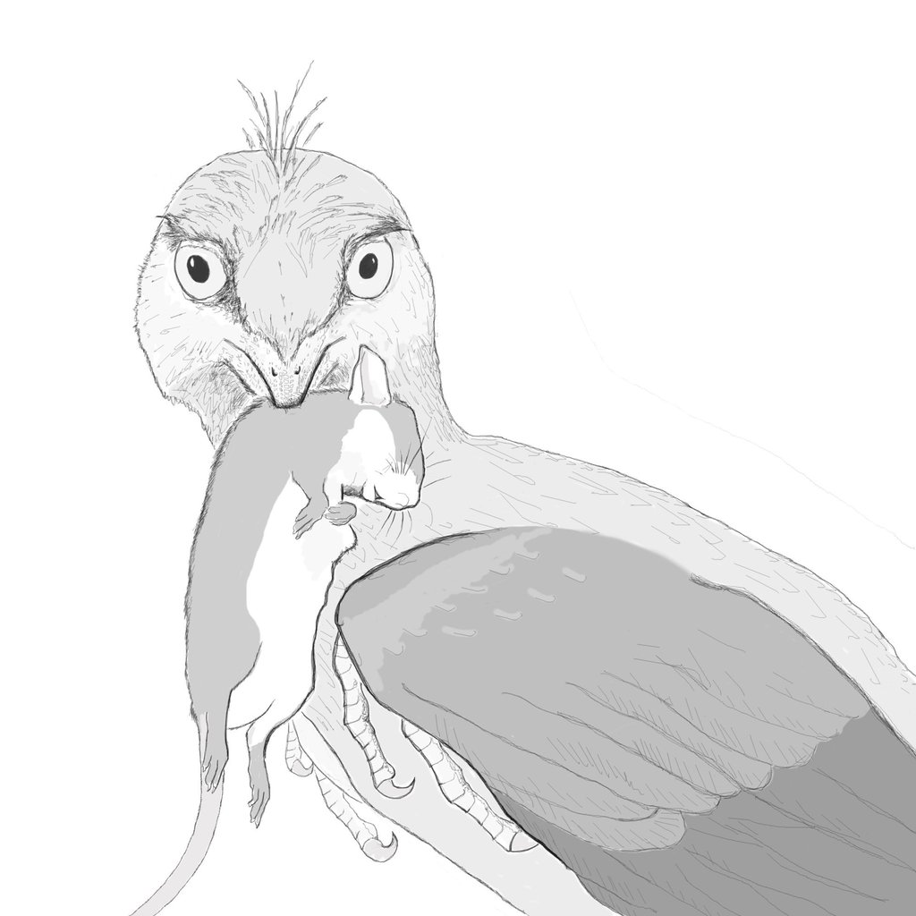 A drawing by palaeontologist Hans Larsson, a professor at McGill University, of a microraptor eating a small mammal. Photo: McGill University / TNS A drawing by palaeontologist Hans Larsson, a professor at McGill University, of a microraptor eating a small mammal. Photo: McGill University / TNS