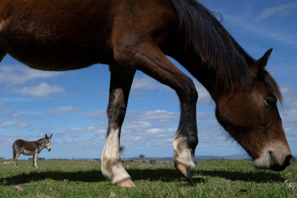 A horse rescued by Santuarios Primitivo NGO is seen at a farm after being adopted. Photo: AFP