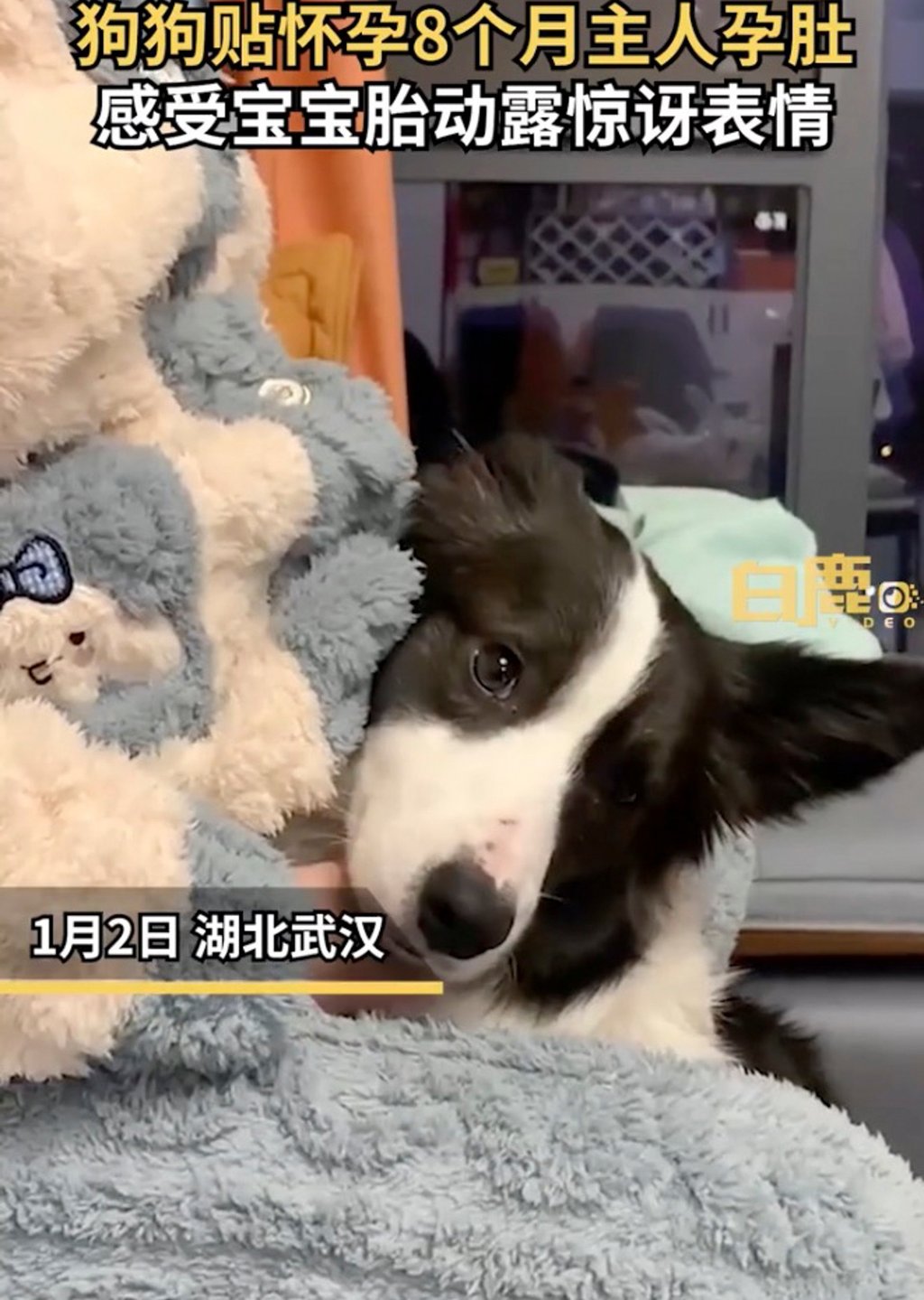 The dog’s owners say it has been extra clingy since the woman fell pregnant as the video of it’s reaction to the fetus moving in her womb trended online. Photo: Weibo The dog’s owners say it has been extra clingy since the woman fell pregnant as the video of it’s reaction to the fetus moving in her womb trended online. Photo: Weibo