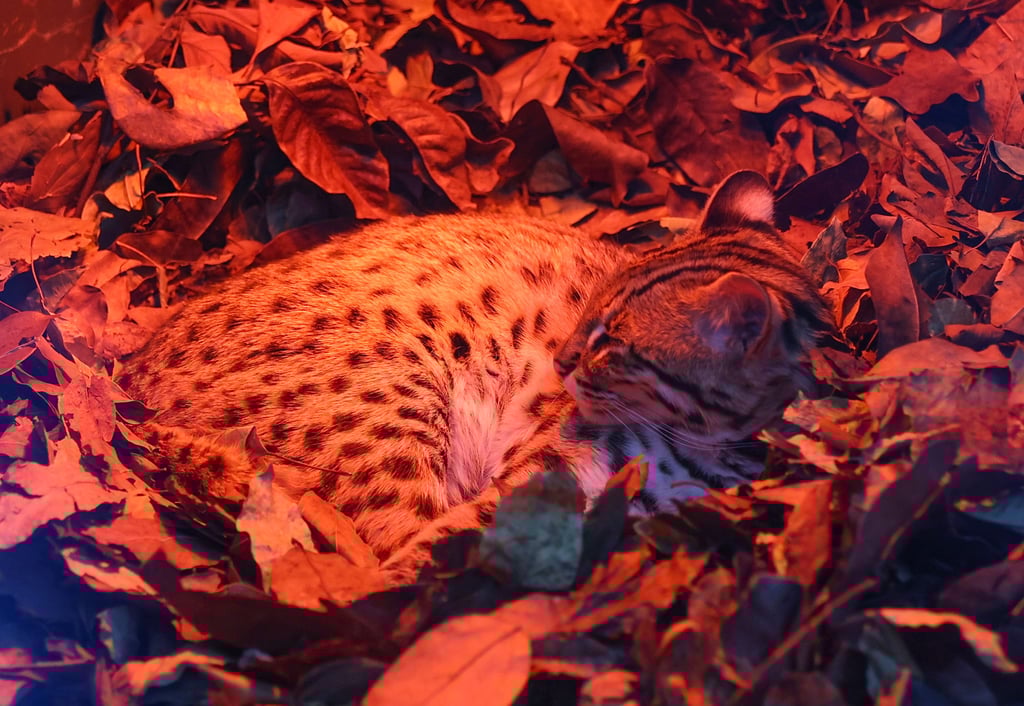 Nine-year-old Manis was donated by the Singapore Zoo in 2015. Photo: Jonathan Wong