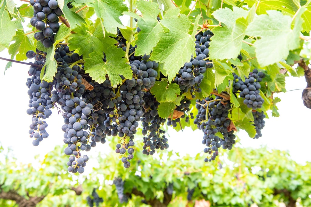 French red and rose wine grapes in the Rhône Valley. Photo: Shutterstock French red and rose wine grapes in the Rhône Valley. Photo: Shutterstock