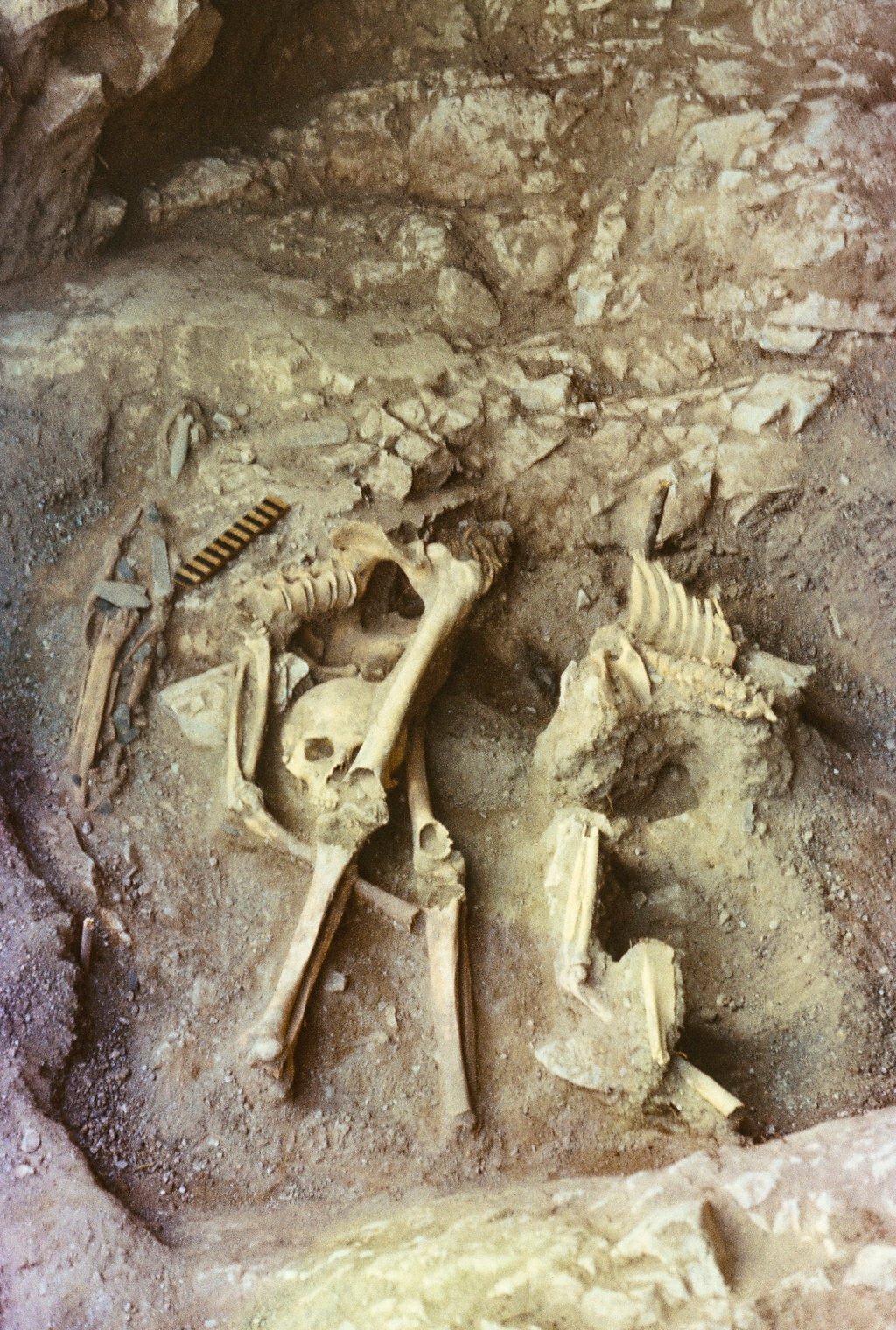 The scientists analysed the remains of 10 individuals for the study. Photo: Nadezhda F. Stepanova The scientists analysed the remains of 10 individuals for the study. Photo: Nadezhda F. Stepanova