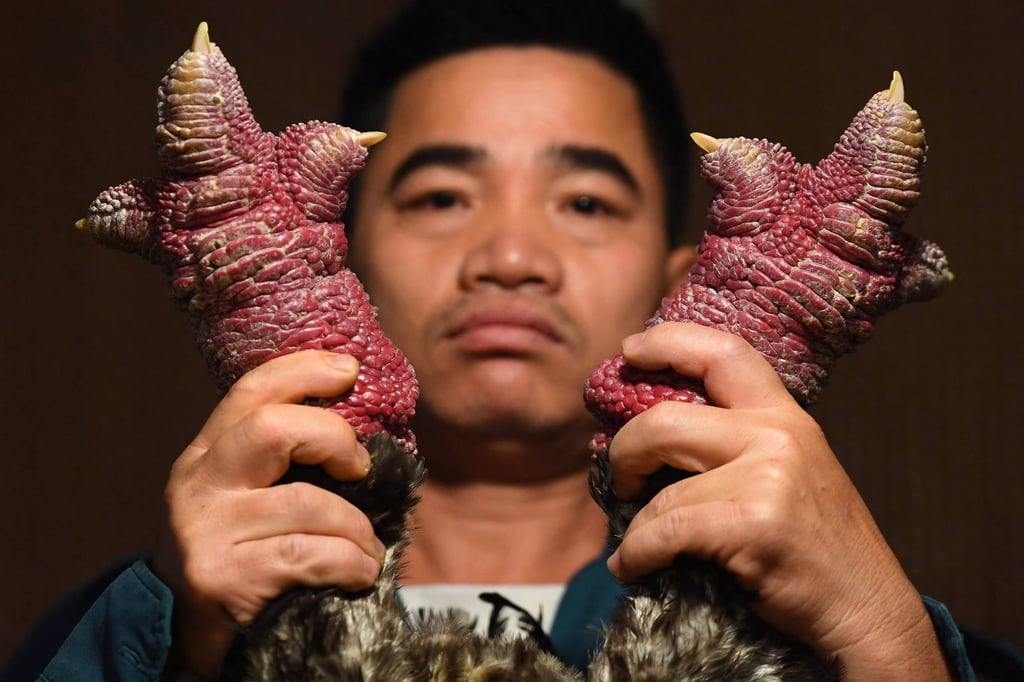 Poultry farmer Le Van Hien holding the legs of a Dong Tao chicken at his farm in Hung Yen province. Photo: AFP Poultry farmer Le Van Hien holding the legs of a Dong Tao chicken at his farm in Hung Yen province. Photo: AFP