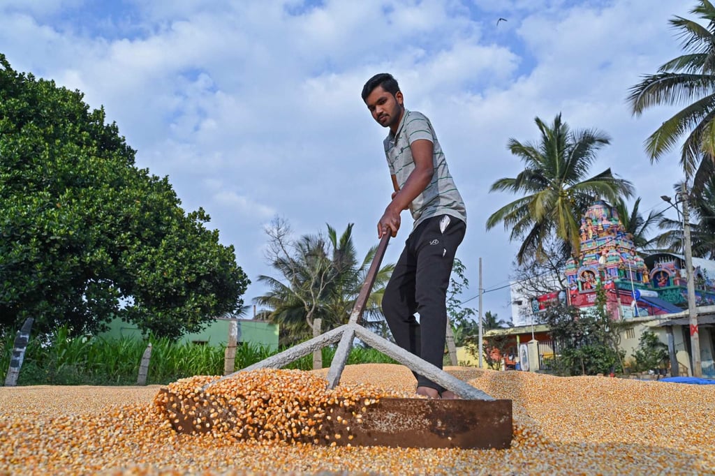 A farmer spreads corn kernels for drying on the outskirts of Bengaluru. Millions of people are entering the workforce in India every year as the nation moves away from farm jobs. Photo: AFP A farmer spreads corn kernels for drying on the outskirts of Bengaluru. Millions of people are entering the workforce in India every year as the nation moves away from farm jobs. Photo: AFP