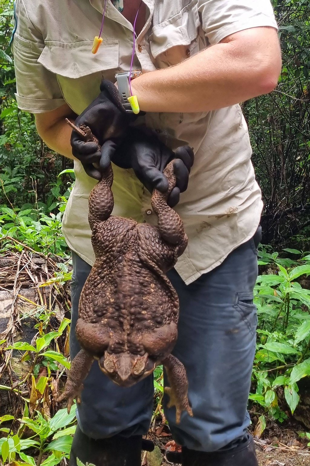 At 2.7kg – nearly the weight of a newborn human baby – the toad may be a record breaker. Photo: Queensland Department of Environment and Science Handout via AFP
