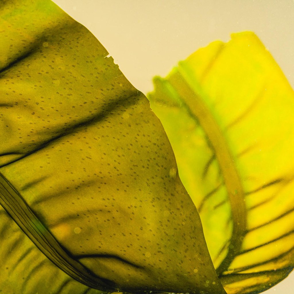Keel Labs extracts polymers that occur naturally in kelp to create its seaweed-based yarn. Photo: Handout Keel Labs extracts polymers that occur naturally in kelp to create its seaweed-based yarn. Photo: Handout