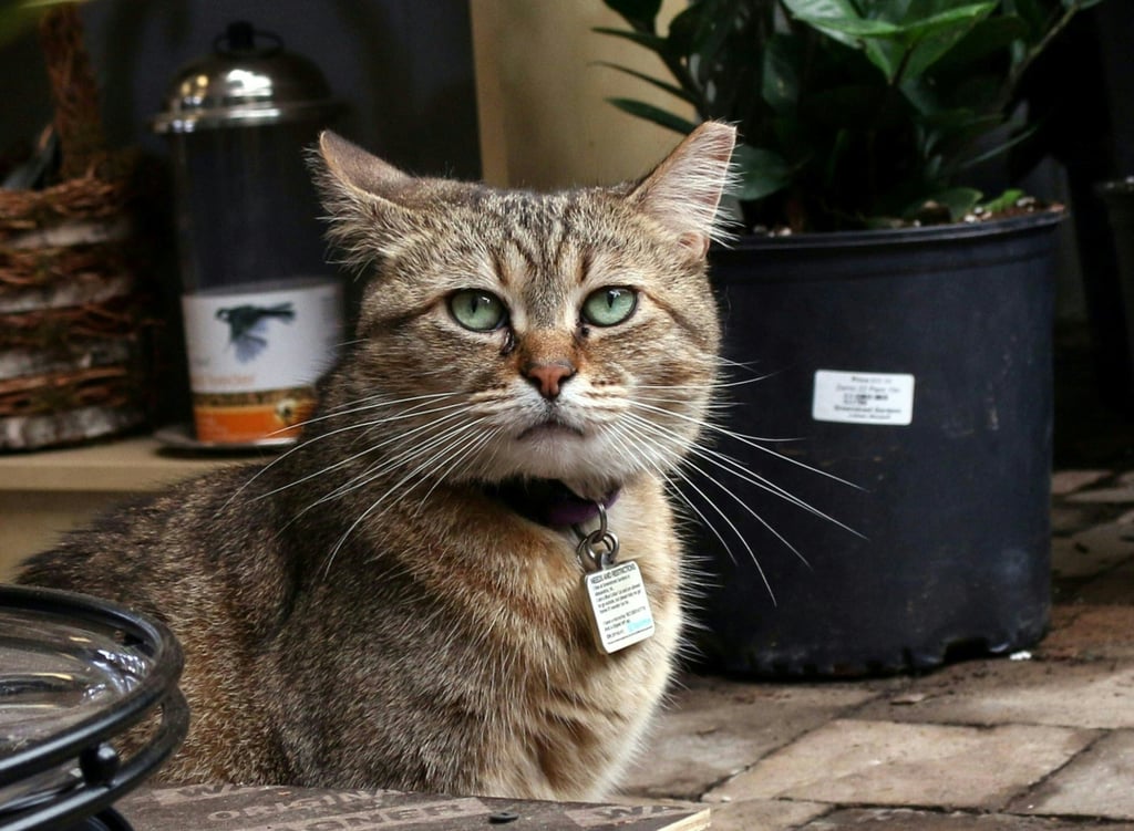 The Netherlands says cat breeds with folded back ears suffer from health problems. File photo: AFP The Netherlands says cat breeds with folded back ears suffer from health problems. File photo: AFP