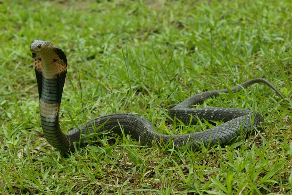 Hiking in Hong Kong country parks could bring you face to face with a Chinese cobra (above). Photo: AFCD