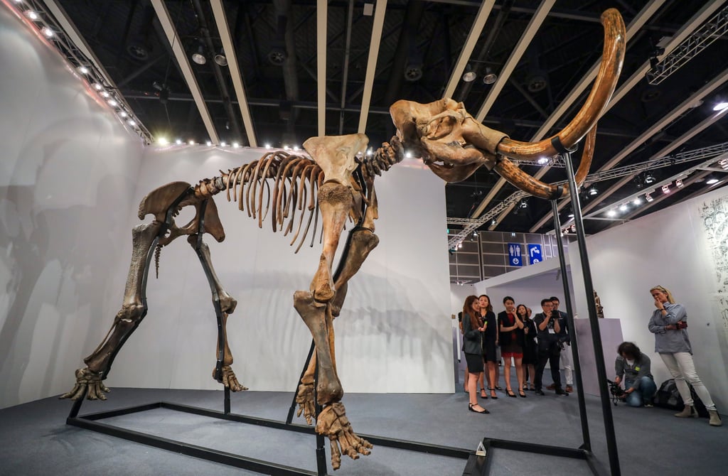 A complete woolly mammoth skeleton is displayed at the Hong Kong Convention and Exhibition Centre in Wan Chai in March 2019. Photo: Dickson Lee A complete woolly mammoth skeleton is displayed at the Hong Kong Convention and Exhibition Centre in Wan Chai in March 2019. Photo: Dickson Lee