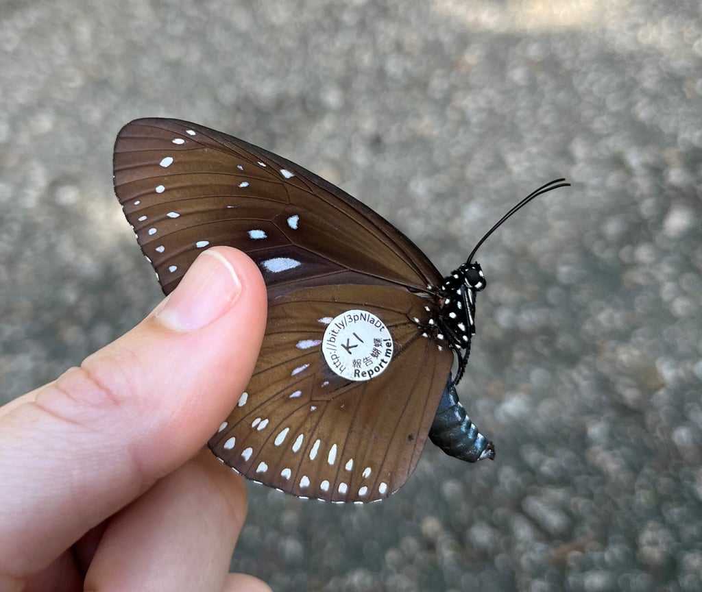 A buttefly that was tagged as part of the project. Photo: Handout A buttefly that was tagged as part of the project. Photo: Handout