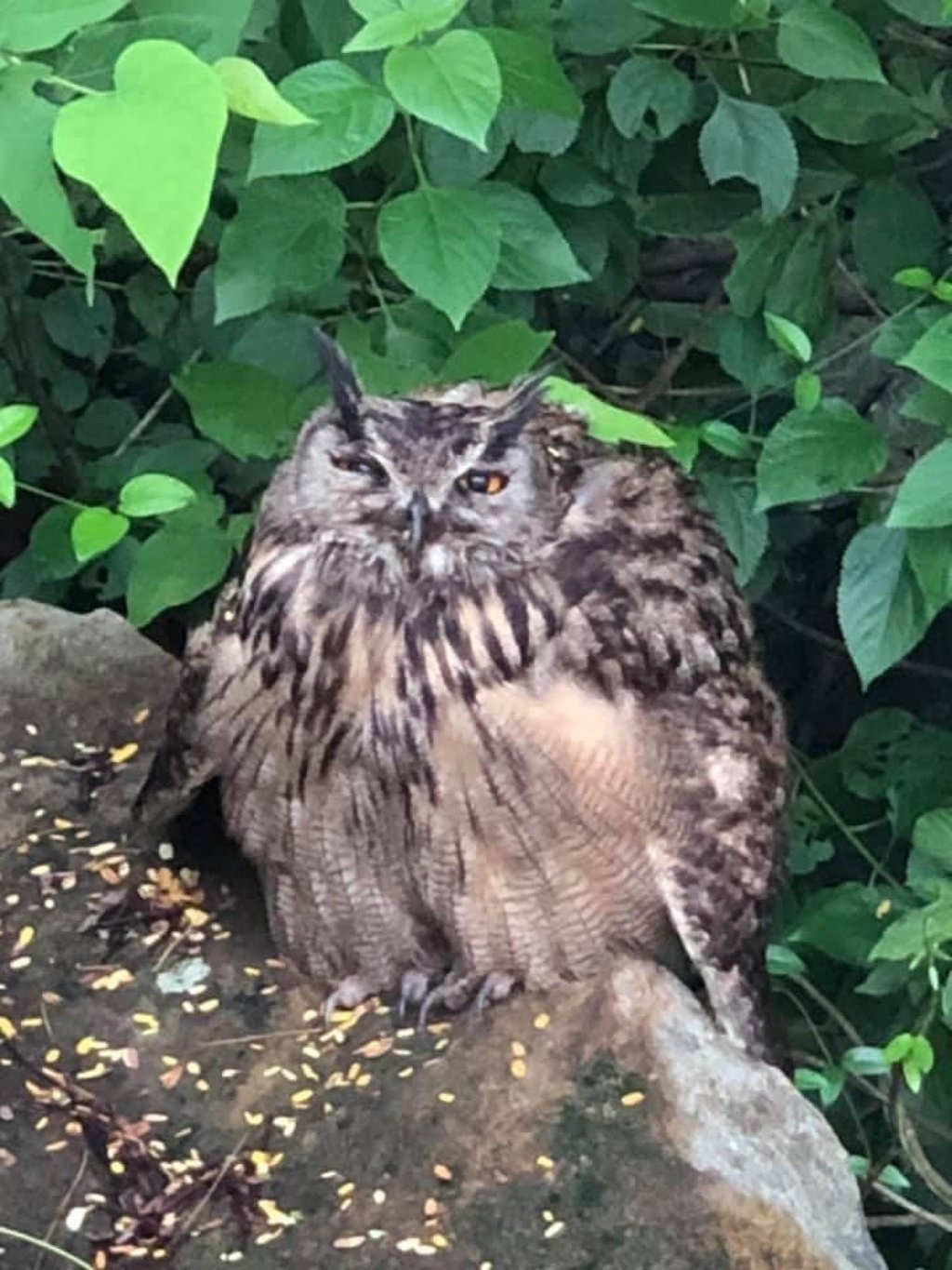 In June 2021, an adult male Eurasian Eagle Owl (Bubo bubo) was discovered on Hong Kong’s Lantau Island. The species is Hong Kong’s largest and most formidable owl. Photo: Charlie Peat In June 2021, an adult male Eurasian Eagle Owl (Bubo bubo) was discovered on Hong Kong’s Lantau Island. The species is Hong Kong’s largest and most formidable owl. Photo: Charlie Peat
