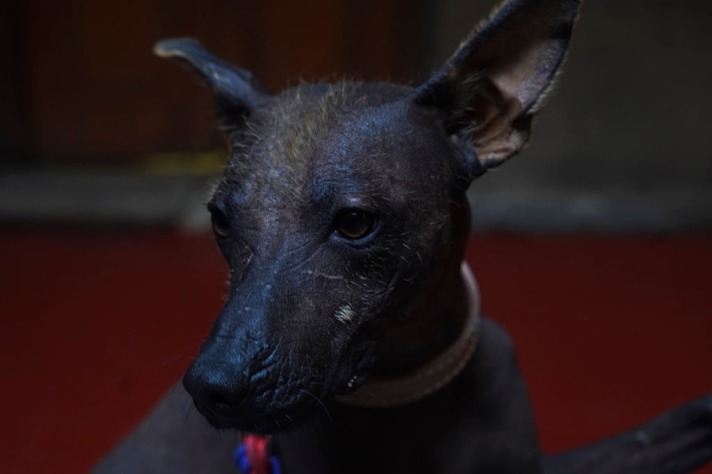 A Xoloitzcuintle named Pilon rests during a press conference about the Xoloitzcuintle in art, in Mexico City. Photo: AP A Xoloitzcuintle named Pilon rests during a press conference about the Xoloitzcuintle in art, in Mexico City. Photo: AP