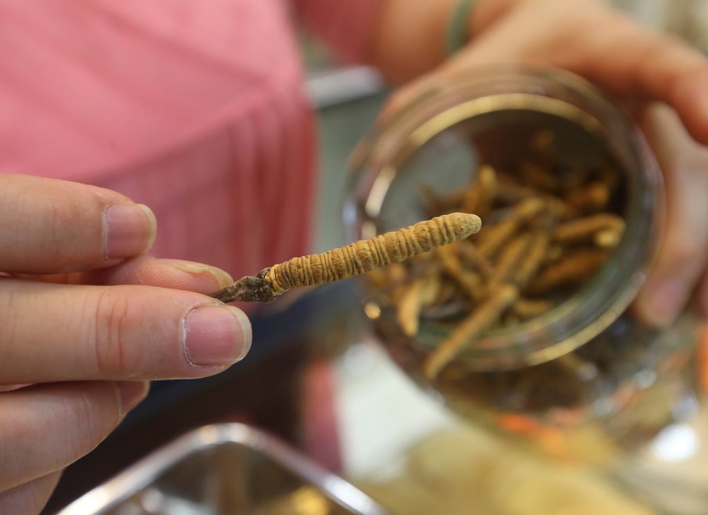 A dried sample of the ophiocordyceps sinensis, more commonly called the caterpillar fungus, on sale at Top Century Medicines Pharmacy at the Imperial Hotel in Hong Kong on July 18, 2016. Photo: David WONG A dried sample of the ophiocordyceps sinensis, more commonly called the caterpillar fungus, on sale at Top Century Medicines Pharmacy at the Imperial Hotel in Hong Kong on July 18, 2016. Photo: David WONG