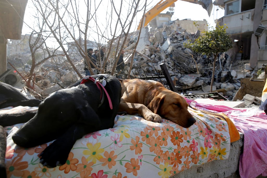 Rescue dogs sleep near a damaged building in the aftermath of a deadly earthquake in Hatay, Turkey on Monday. Photo: Reuters Rescue dogs sleep near a damaged building in the aftermath of a deadly earthquake in Hatay, Turkey on Monday. Photo: Reuters
