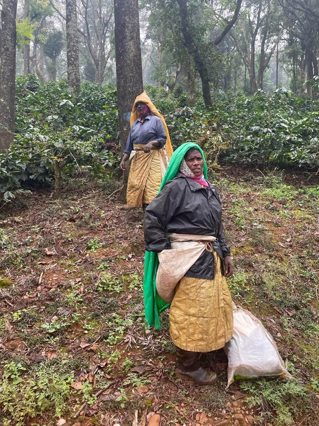 Coffee berries are usually hand-picked by women on the Blue Mountain estate in Chikmagalur. Photo: Kalpana Sunder Coffee berries are usually hand-picked by women on the Blue Mountain estate in Chikmagalur. Photo: Kalpana Sunder