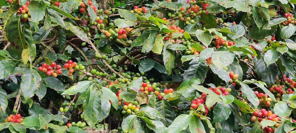 Ripe coffee berries ready to be harvested on the Blue Mountain estate, Chikmagalur, Karnataka. Photo: Kalpana Sunder Ripe coffee berries ready to be harvested on the Blue Mountain estate, Chikmagalur, Karnataka. Photo: Kalpana Sunder