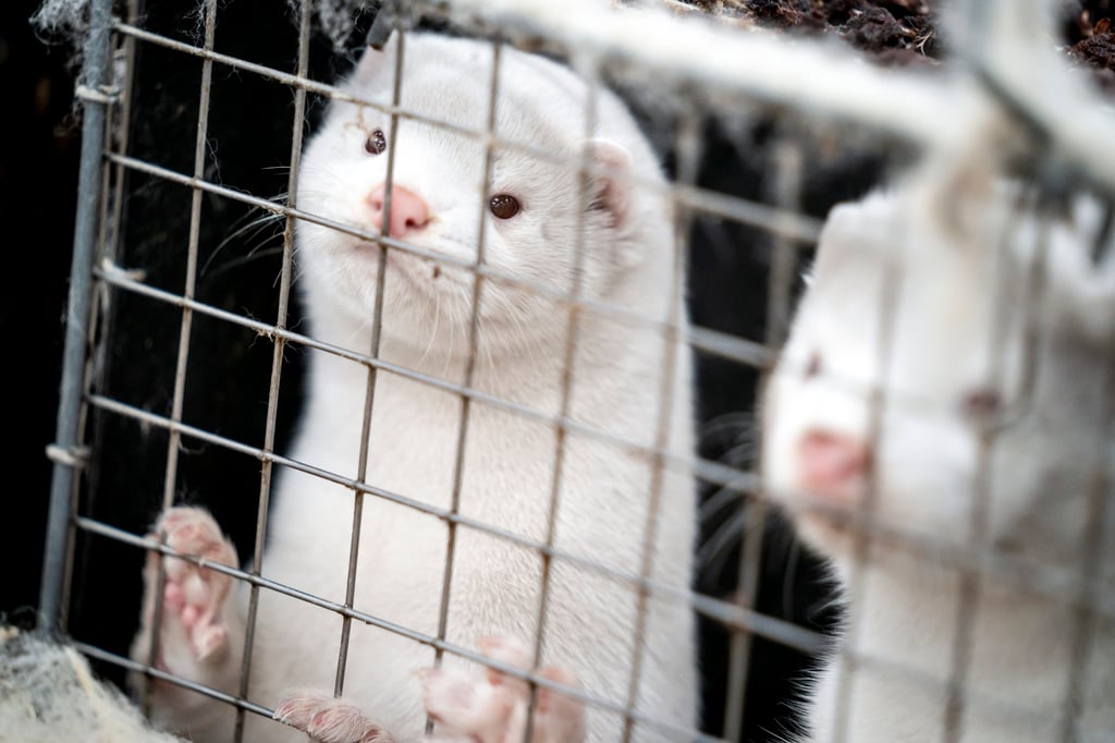 sick minks are reigniting worries about bird flu spreading to humans. Photo: AP/File sick minks are reigniting worries about bird flu spreading to humans. Photo: AP/File