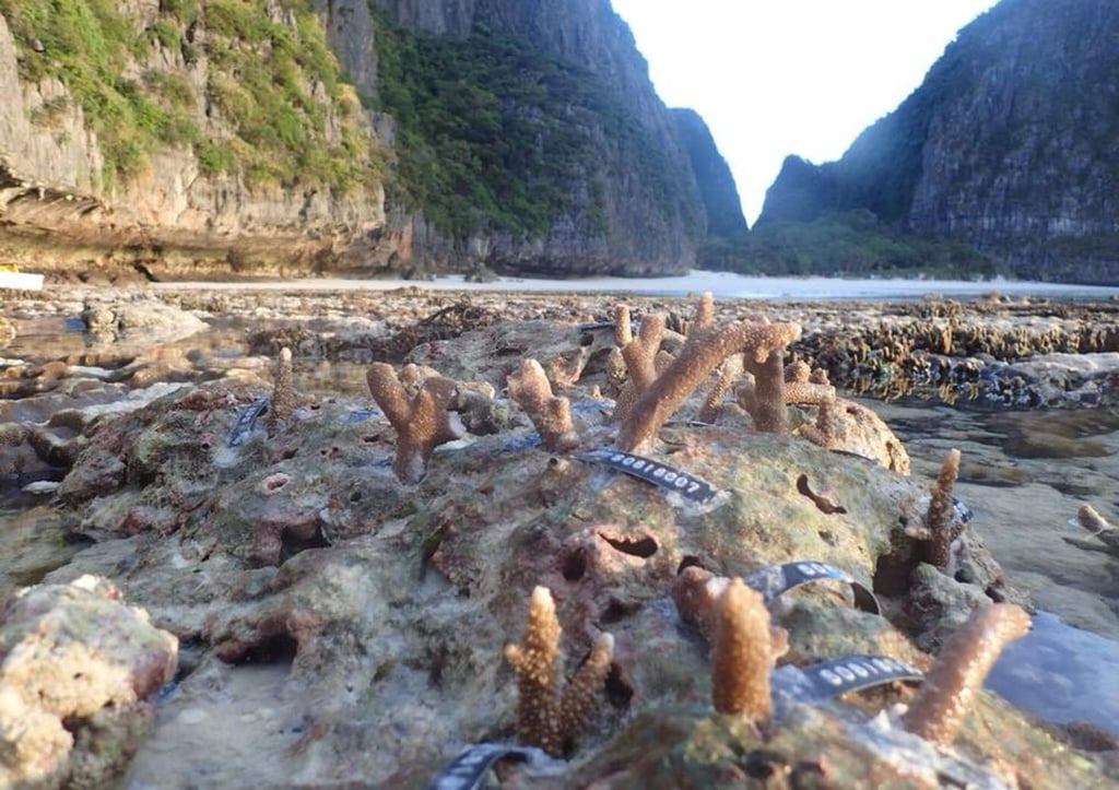 Coral at Maya Bay. Picture: Thon Thamrongnawasawat Coral at Maya Bay. Picture: Thon Thamrongnawasawat