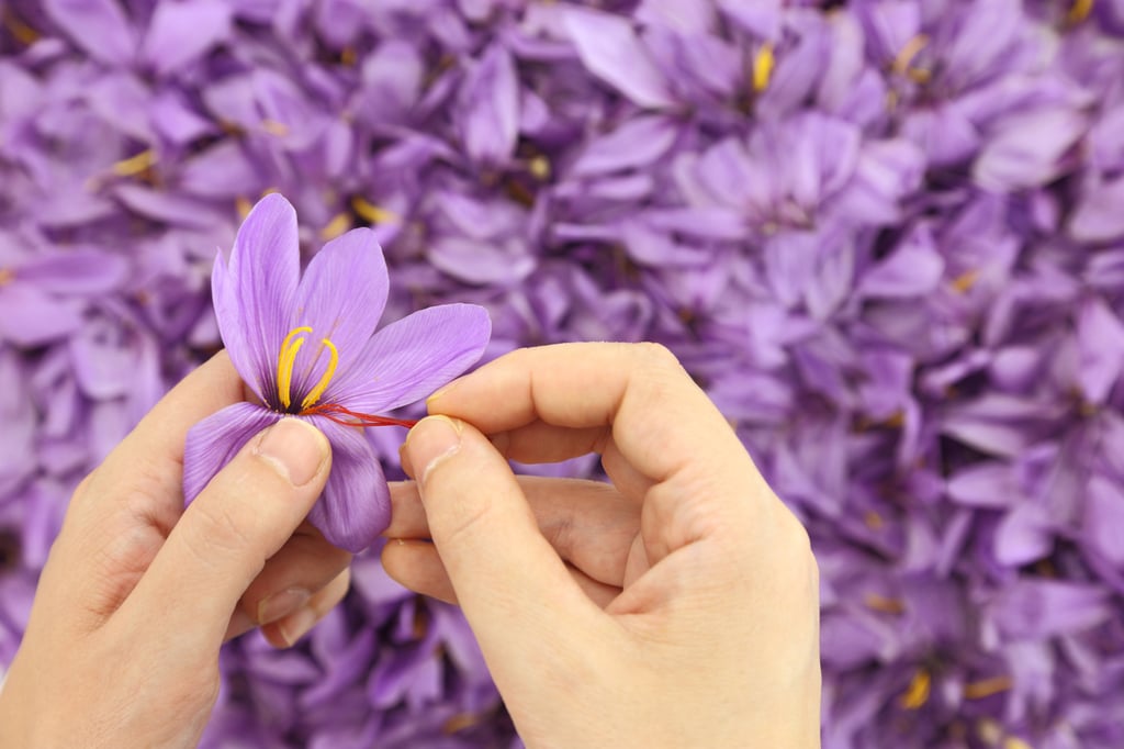 Saffron pistils, known as threads, must be harvested from the crocus flower by hand – part of the reason saffron costs so much. Photo: Shutterstock Saffron pistils, known as threads, must be harvested from the crocus flower by hand – part of the reason saffron costs so much. Photo: Shutterstock