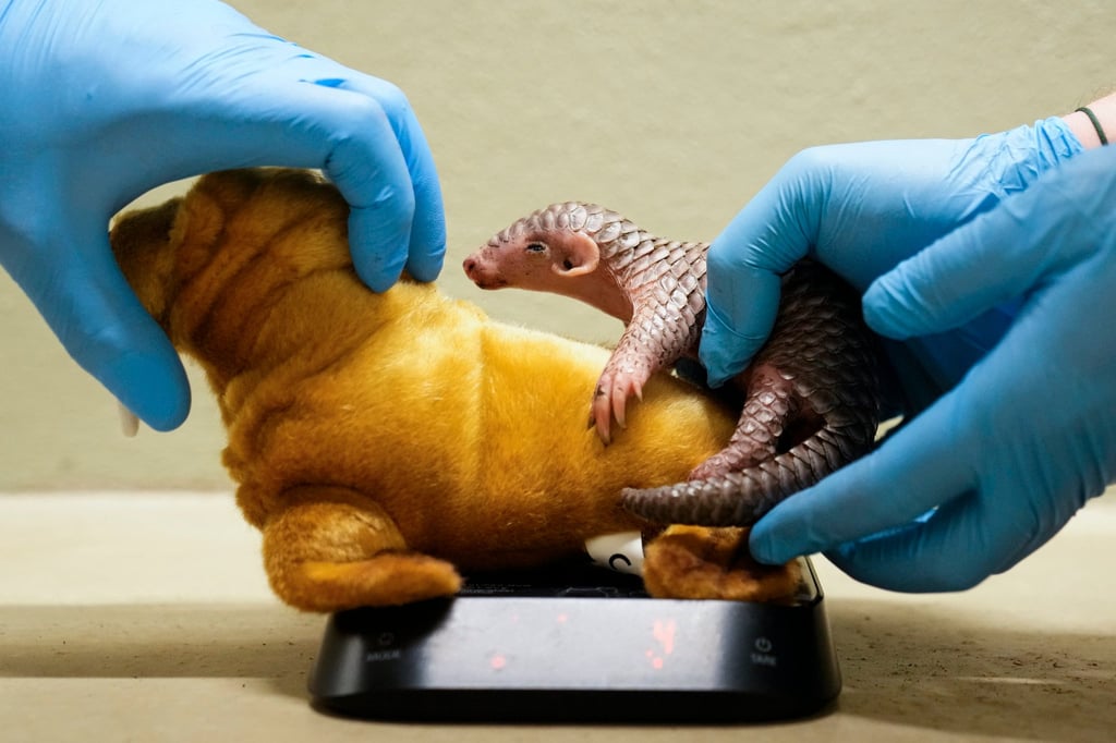 The Chinese pangolin is native to southern China and southeastern Asia and is one of the four pangolin species living in Asia, while another four can be found in Africa. Photo: AP The Chinese pangolin is native to southern China and southeastern Asia and is one of the four pangolin species living in Asia, while another four can be found in Africa. Photo: AP