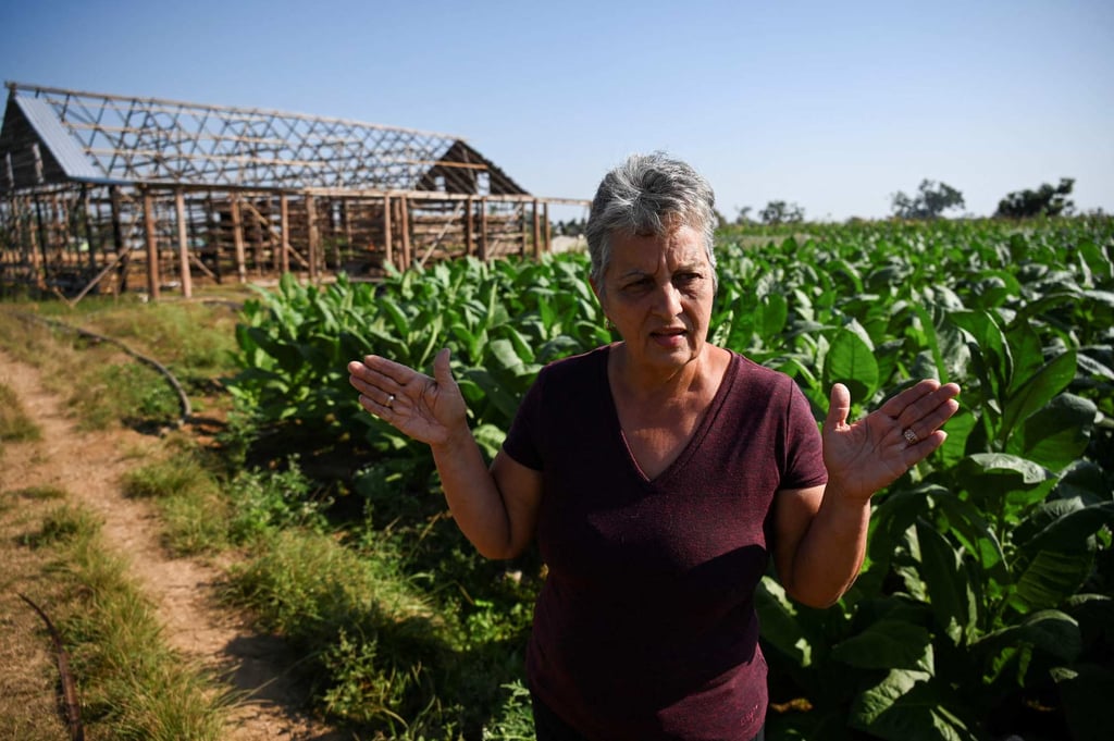 Tobacco producer Maritza Carpio near her tobacco drying house being rebuilt after it was destroyed by Hurricane Ian. Photo: AFP Tobacco producer Maritza Carpio near her tobacco drying house being rebuilt after it was destroyed by Hurricane Ian. Photo: AFP