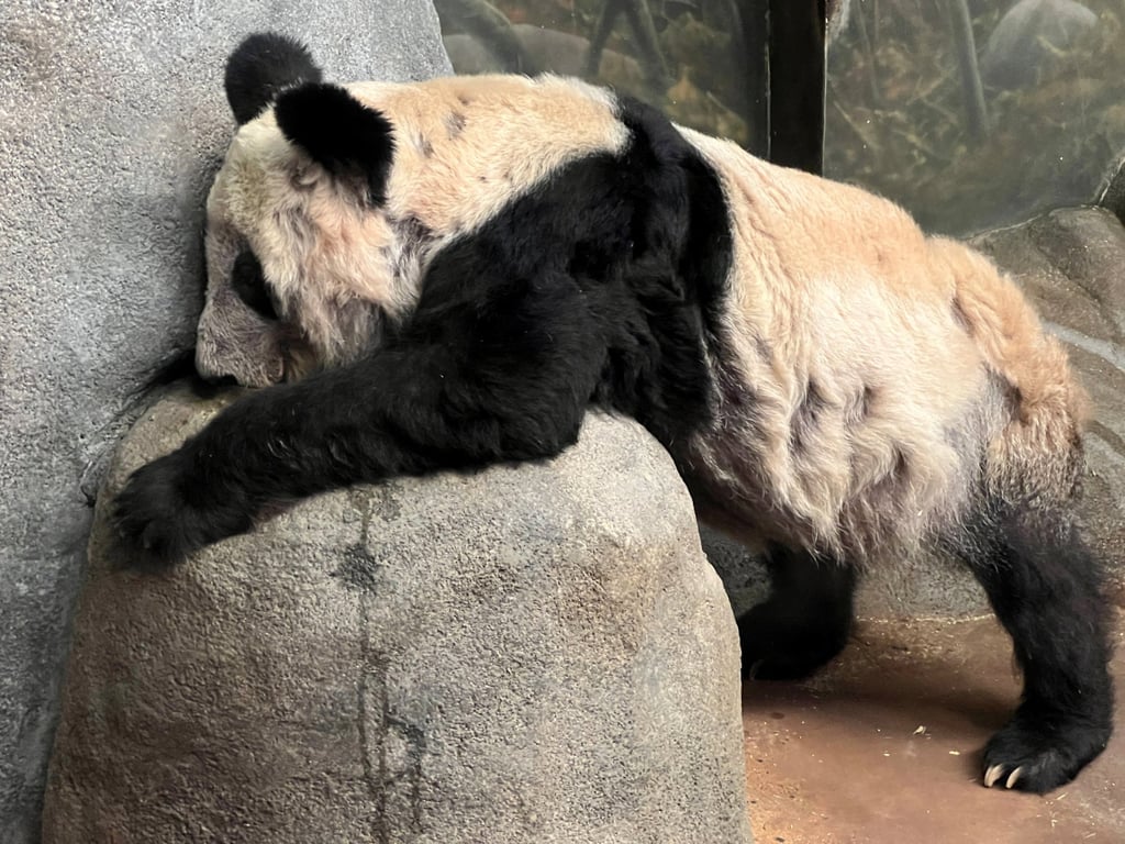 Female panda Ya Ya (pictured) arrived at the US zoo with male companion Le Le in 2003. Photo: Reuters