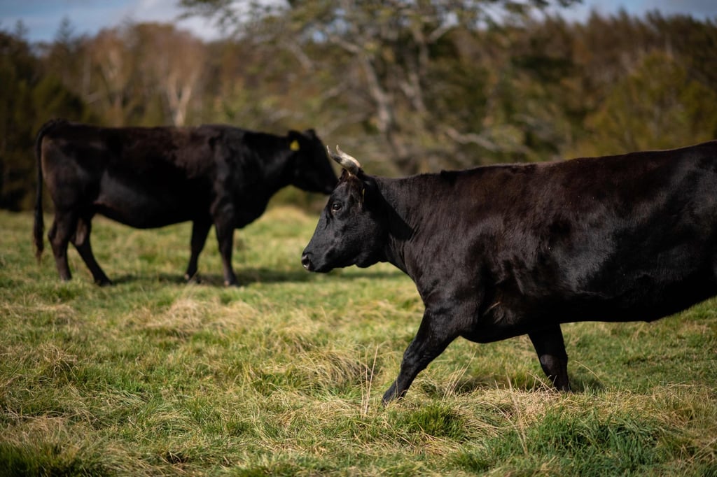 Cattle at a ranch in Takayama, Japan. File photo: AFP