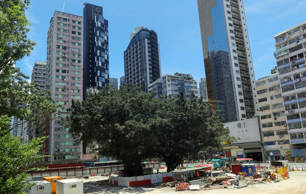 A Chinese banyan tree, pictured in 2019, dominates the Mong Kok site sold to Sun Hung Kai Properties via a government tender process on Wednesday. Photo: Edmond So A Chinese banyan tree, pictured in 2019, dominates the Mong Kok site sold to Sun Hung Kai Properties via a government tender process on Wednesday. Photo: Edmond So