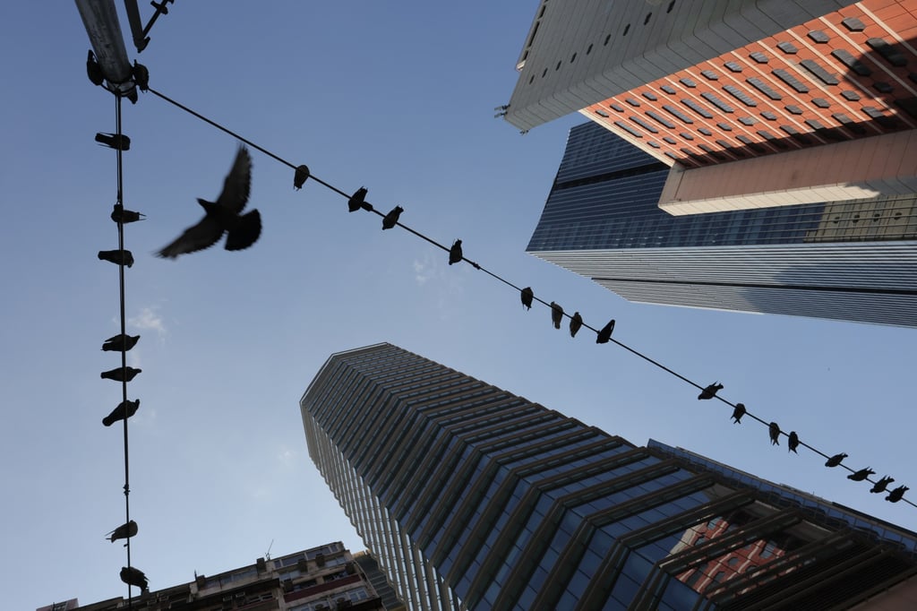 Pigeons resting on wires of a telephone pole in Wan Chai. Photo: Jelly Tse