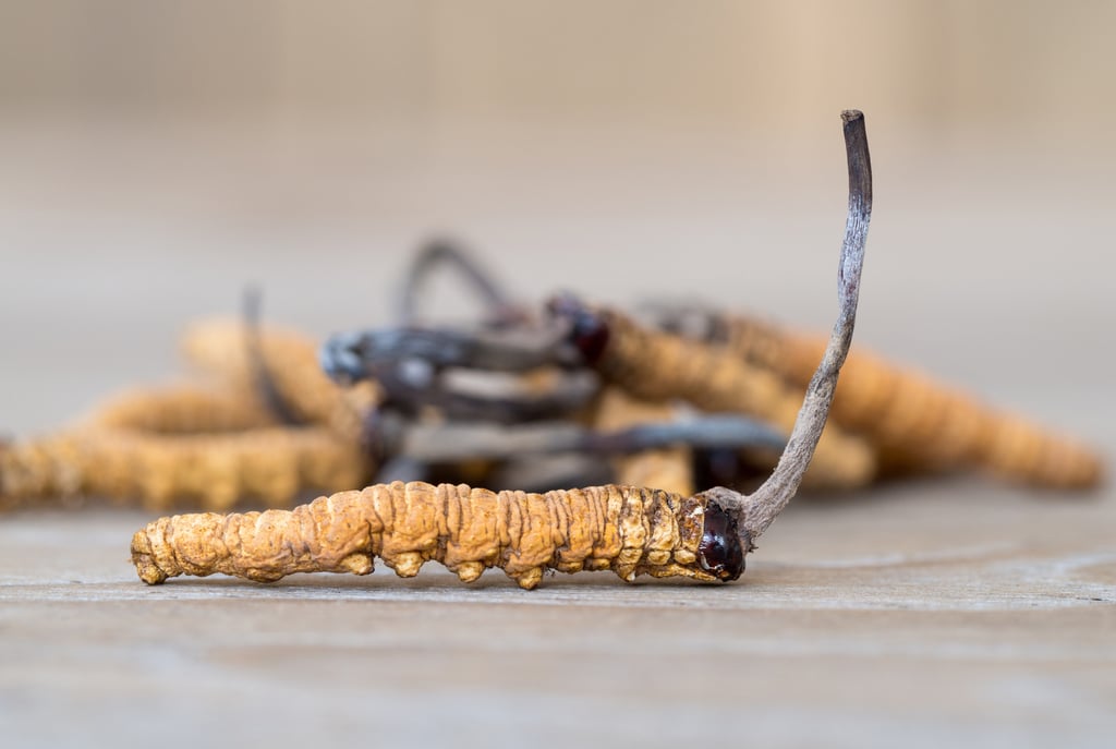Cordyceps infect and kill insects, but no species is capable of harming humans. Photo: Shutterstock