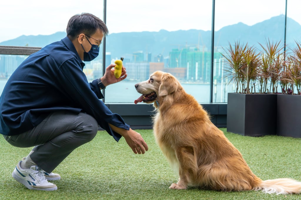 A canine-catering Hong Kong hotel has launched a “Doggy Dim Sum Cart”. Photo: The Hyatt Centric Victoria Harbour