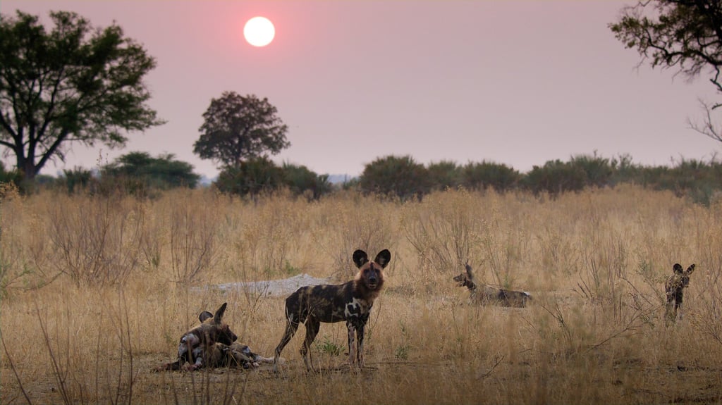 African wild dogs at the Moremi Game Reserve, in Botswana. Photo: BBC Studios