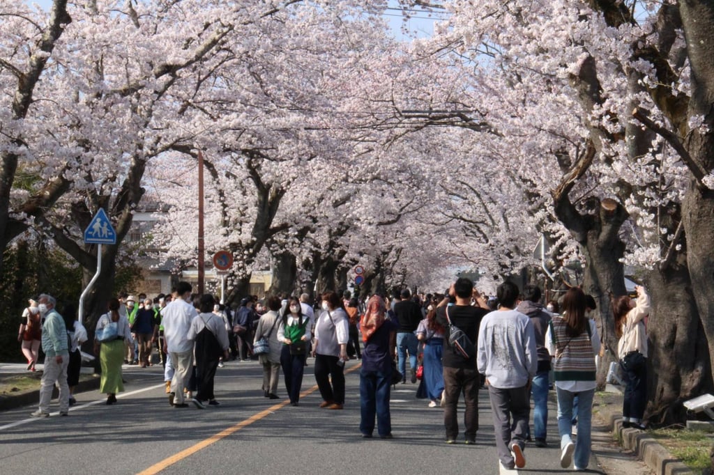 A cherry blossom festival held in April 2022 in the town of Tomioka, near TEPCO’s Fukushima Daiichi Nuclear Power Station. The first full “flower tunnel” viewing in 12 years thrilled visitors. Photo: Tomioka Town A cherry blossom festival held in April 2022 in the town of Tomioka, near TEPCO’s Fukushima Daiichi Nuclear Power Station. The first full “flower tunnel” viewing in 12 years thrilled visitors. Photo: Tomioka Town