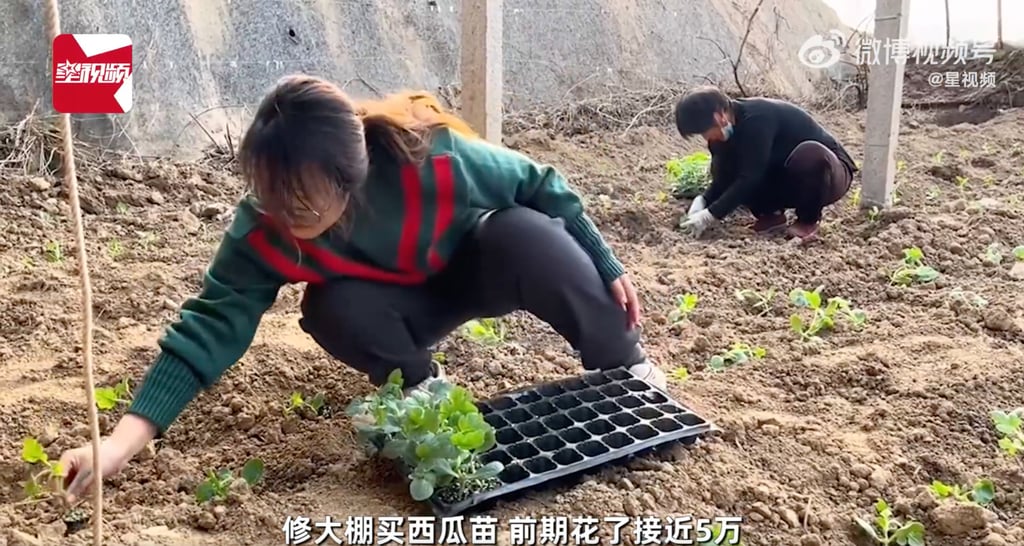 Doudou says farming gives her a sense of peace and calm whereas her old job left her stressed and anxious all the time. Photo: Weibo Doudou says farming gives her a sense of peace and calm whereas her old job left her stressed and anxious all the time. Photo: Weibo