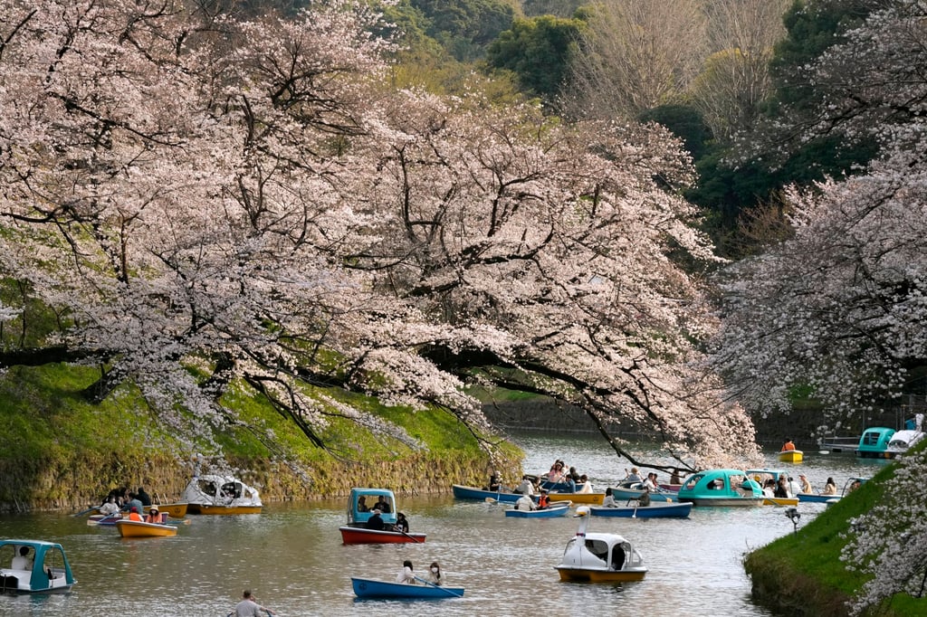 People view cherry blossoms as they row their boats on Chidorigafuchi moat in Tokyo on March 22, 2023. Photo: EPA-EFE