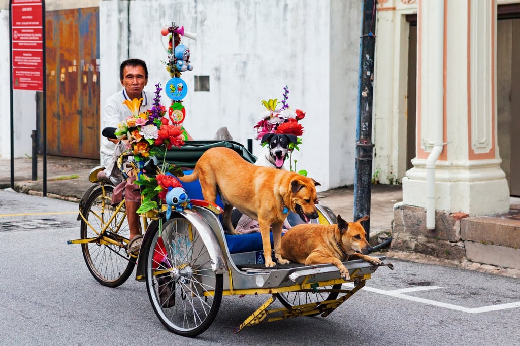 A rickshaw driver transports dogs in Penang, Malaysia. Dogcatchers in Malaysia have a reputation for targeting pets instead of strays. Photo: Shutterstock