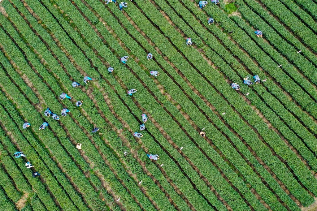This aerial photo shows farmers picking tea leaves at in Yongrong township, in southwest China’s Chongqing. Photo: Xinhua