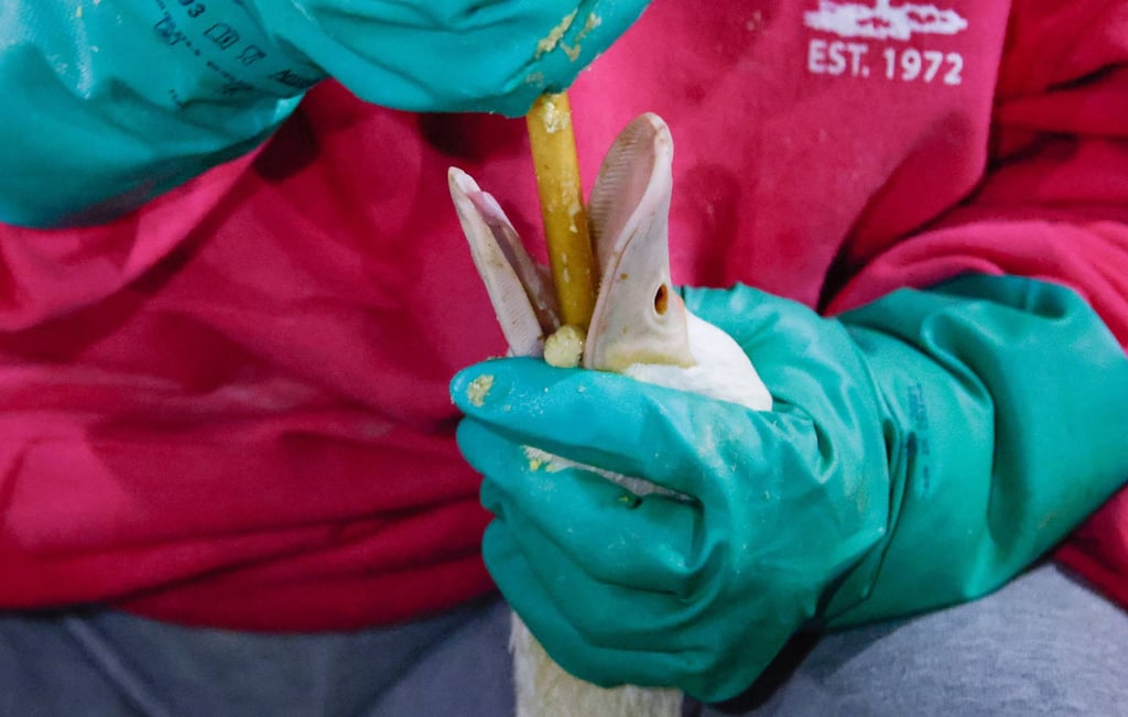 An employee feeds a duck at a farm in New York to produce foie gras, a process that animal rights activists claim is cruel. Photo: AFP