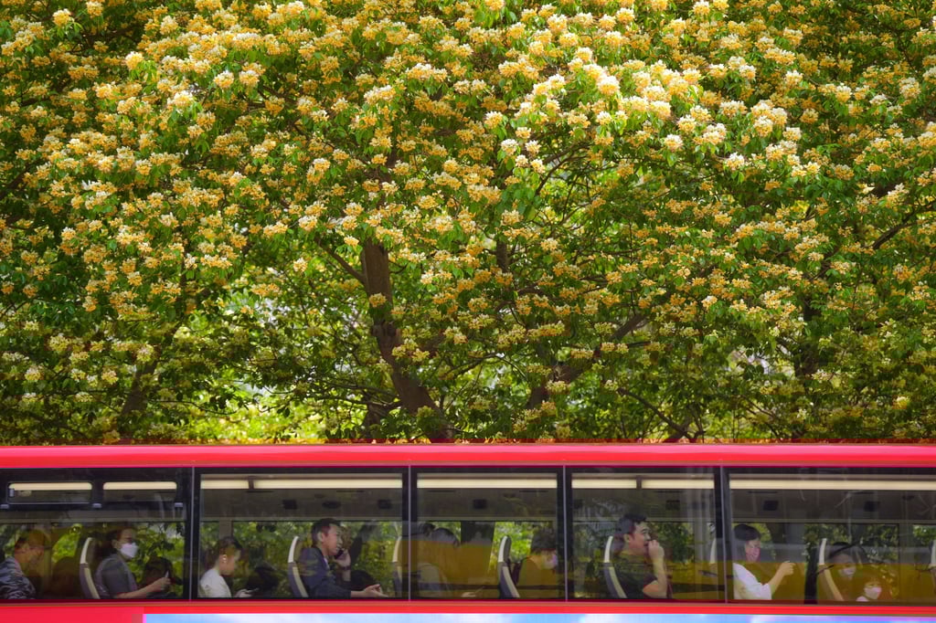 Campaigners in Hong Kong are starting a social media trend to capture snapshots of the flowers across the city. Photo: Elson Li Campaigners in Hong Kong are starting a social media trend to capture snapshots of the flowers across the city. Photo: Elson Li