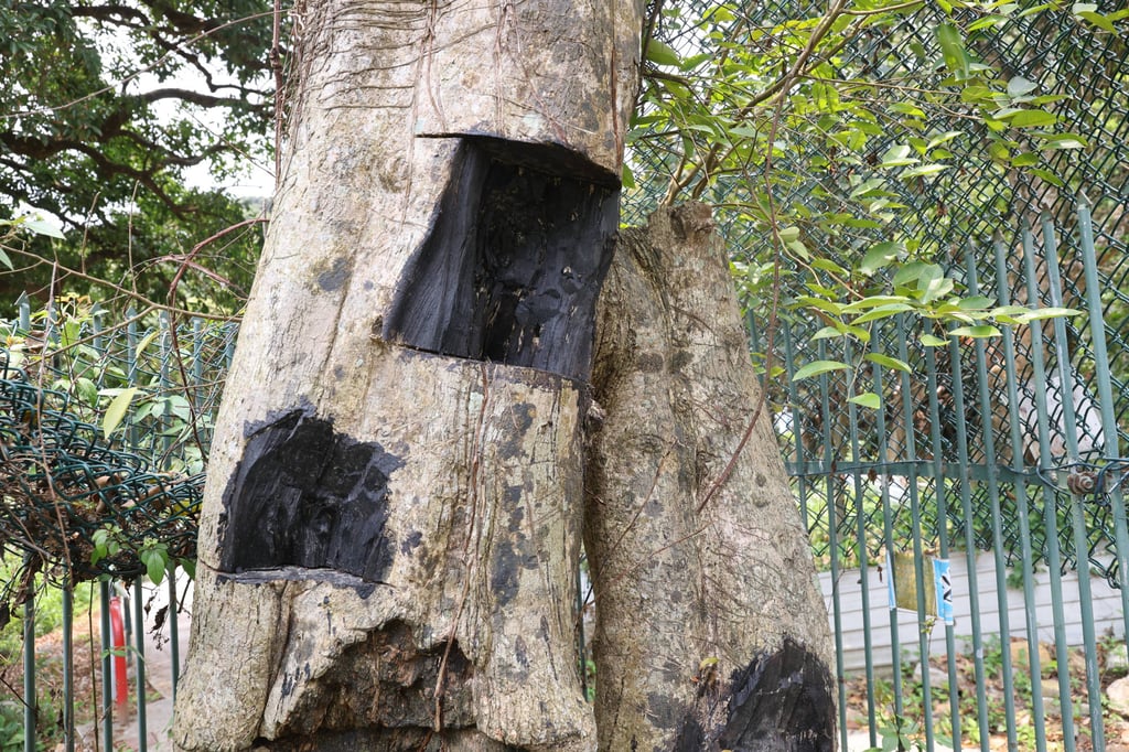 An incense tree damaged by illegal loggers on Lamma Island. Photo: Edmond So An incense tree damaged by illegal loggers on Lamma Island. Photo: Edmond So