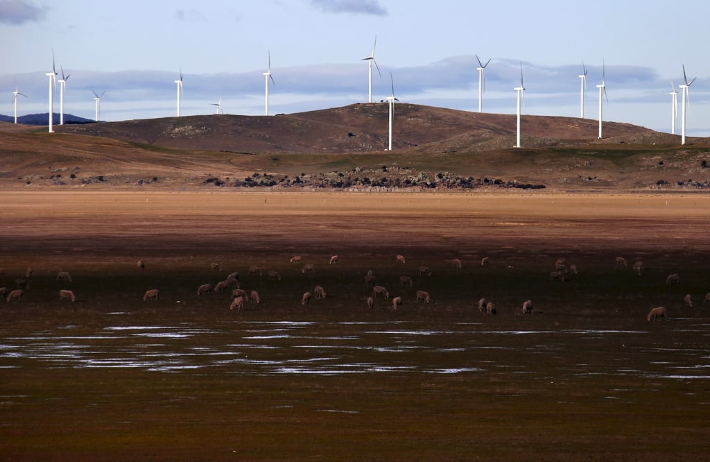 Sheep graze in front of wind turbines near the Australian capital city of Canberra, Australia. Photo: Reuters